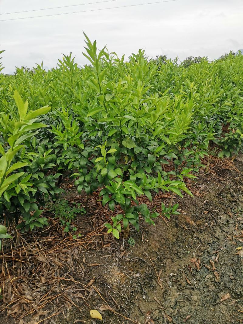 沃柑移栽大苗，种植一年结果，免费技术服务