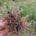 第二年白芨
