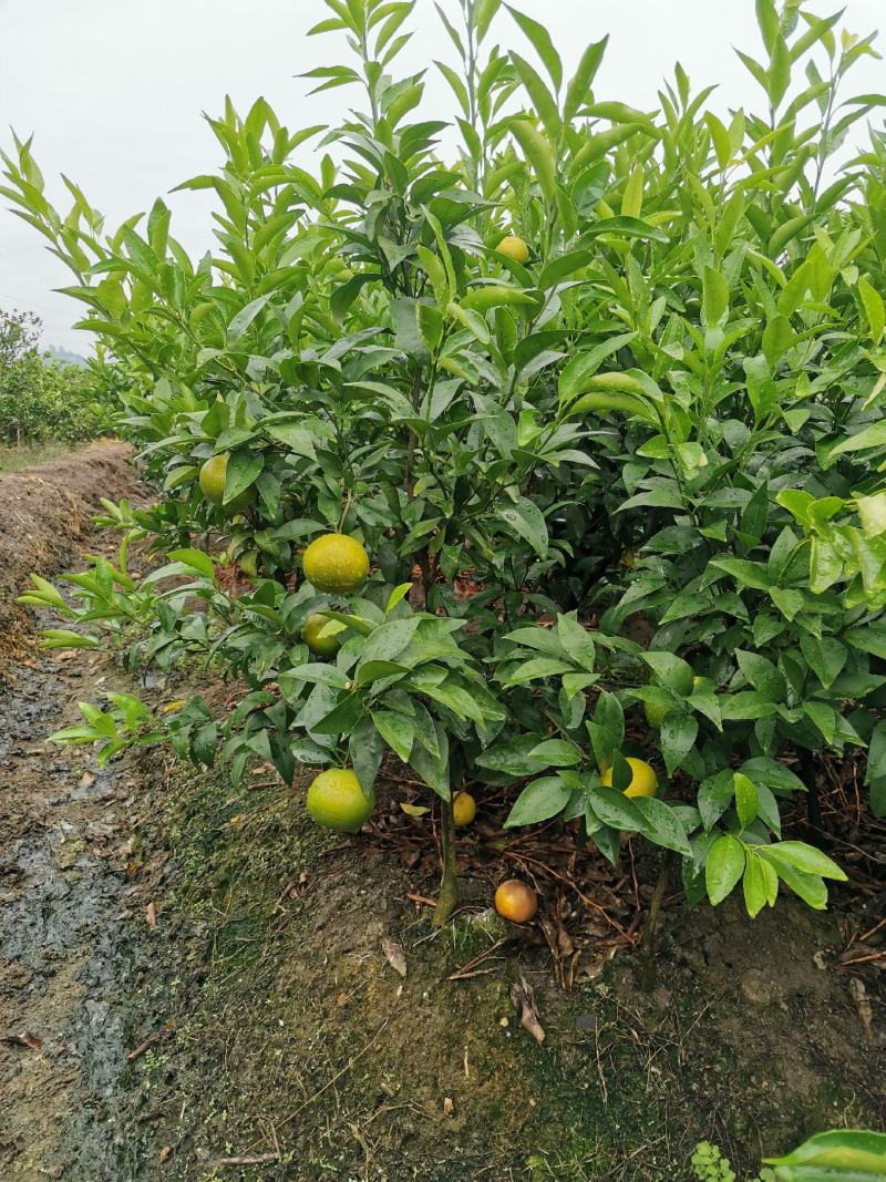 沃柑移栽大苗，种植一年结果，免费技术服务