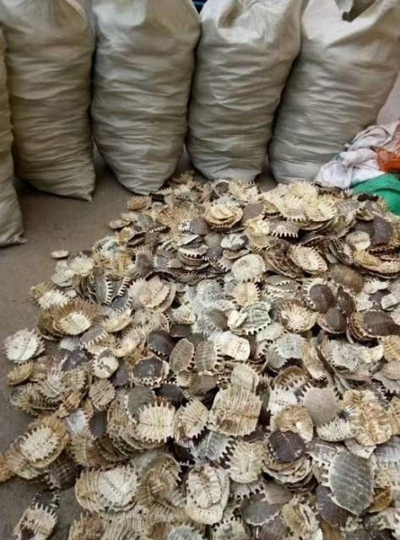 鳖甲甲鱼壳产地一手货源直供常年稳定货源