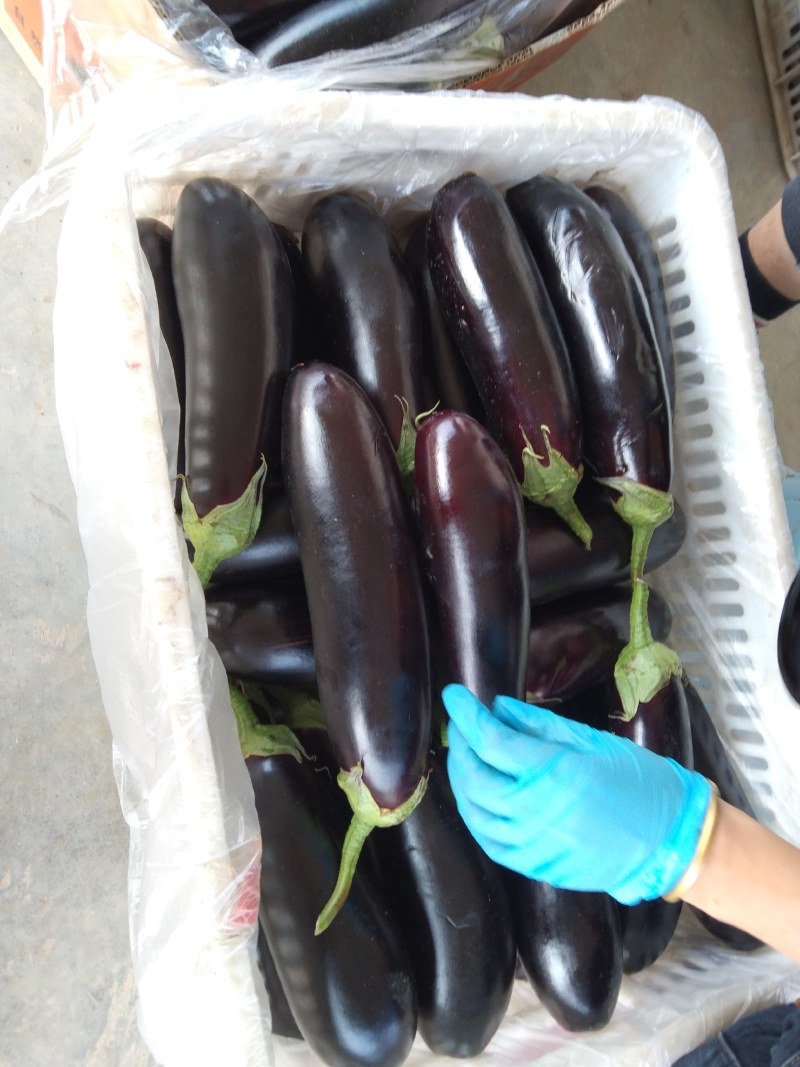 邳州精品烧烤茄大量有货需要的老板联系货源充足质量好