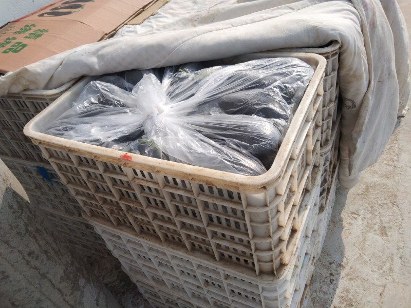 邳州精品烧烤茄大量有货需要的老板联系货源充足质量好