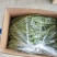 邳州精品烧烤茄大量有货需要的老板联系货源充足质量好