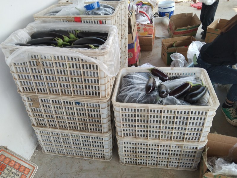 邳州精品烧烤茄大量有货需要的老板联系货源充足质量好