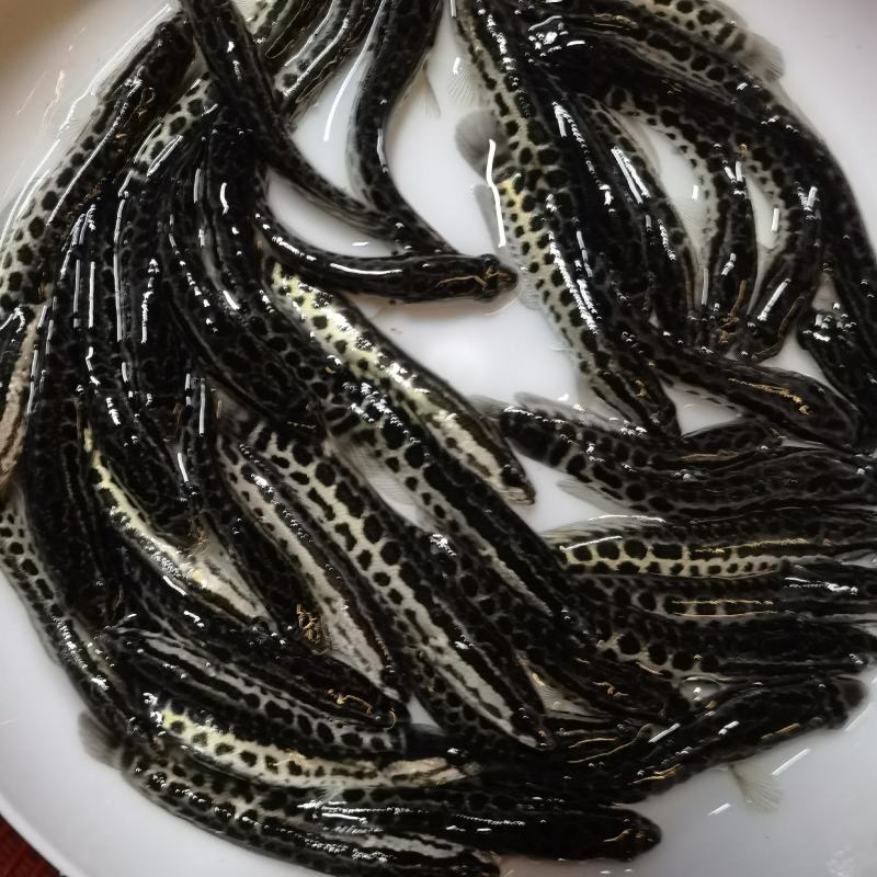 黑鱼苗杂交黑鱼精挑细选品质有保障