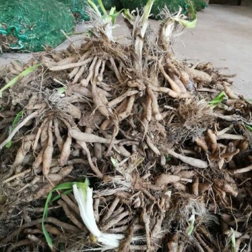 黄花菜苗价格联系