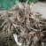 黄花菜苗价格联系