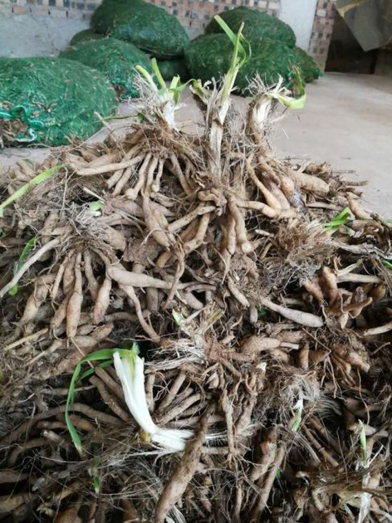 黄花菜苗价格联系