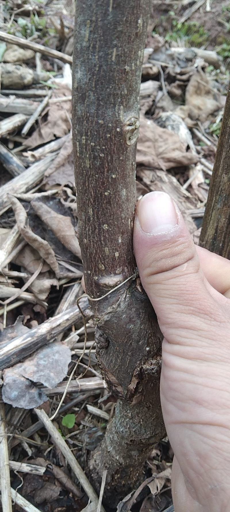 红心猕猴桃苗2公分的挂果树出售，保证品种