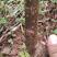 红心猕猴桃苗2公分的挂果树出售，保证品种