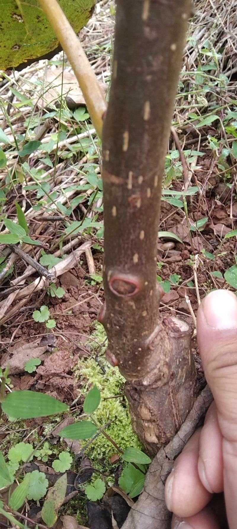 红心猕猴桃苗2公分的挂果树出售，保证品种