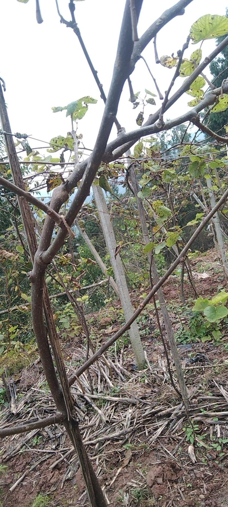 红心猕猴桃苗2公分的挂果树出售，保证品种