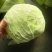 奥奇娜包菜扁包菜甘蓝卷心菜市场货出口货工厂货，产地直供
