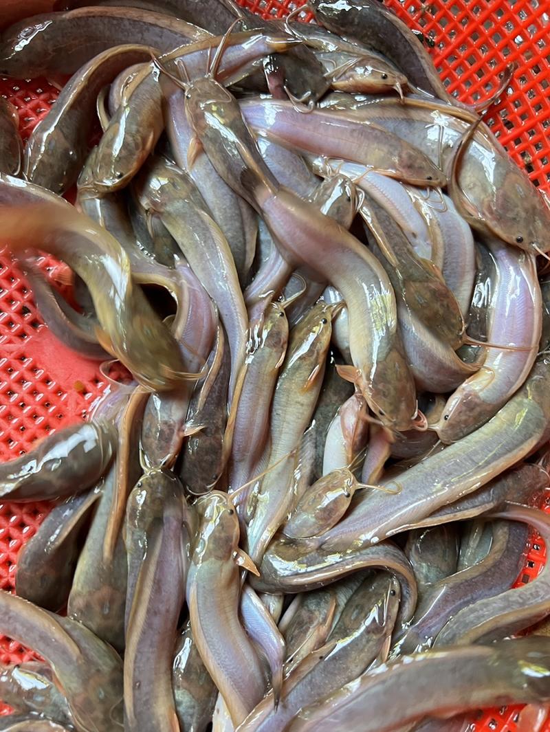 本地塘角鱼苗，杂交三黄塘鲺鱼苗场供应，适合高密度养殖易大