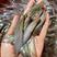 本地塘角鱼苗，杂交三黄塘鲺鱼苗场供应，适合高密度养殖易大