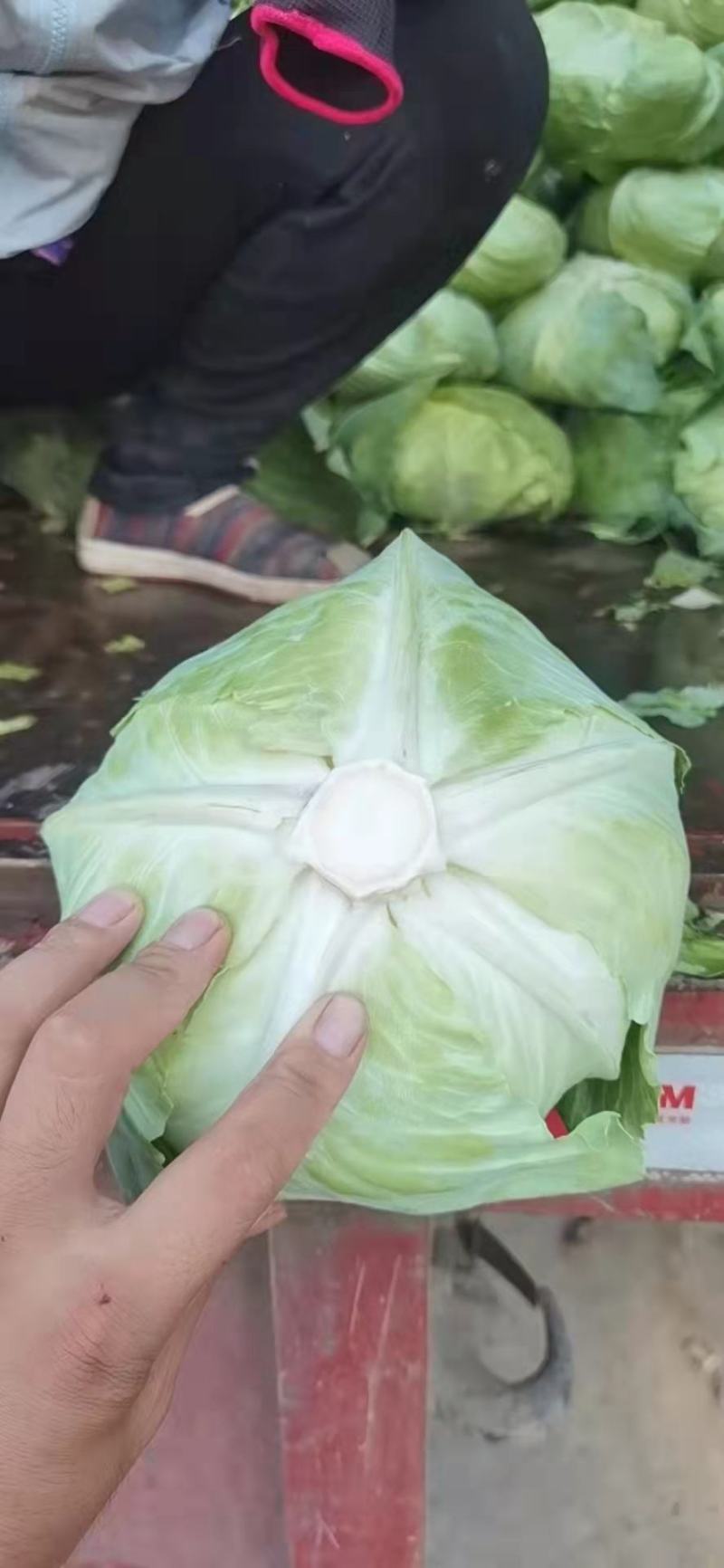 优质陆地扁包菜大量供应，产地代发，保证质量，价格美丽。