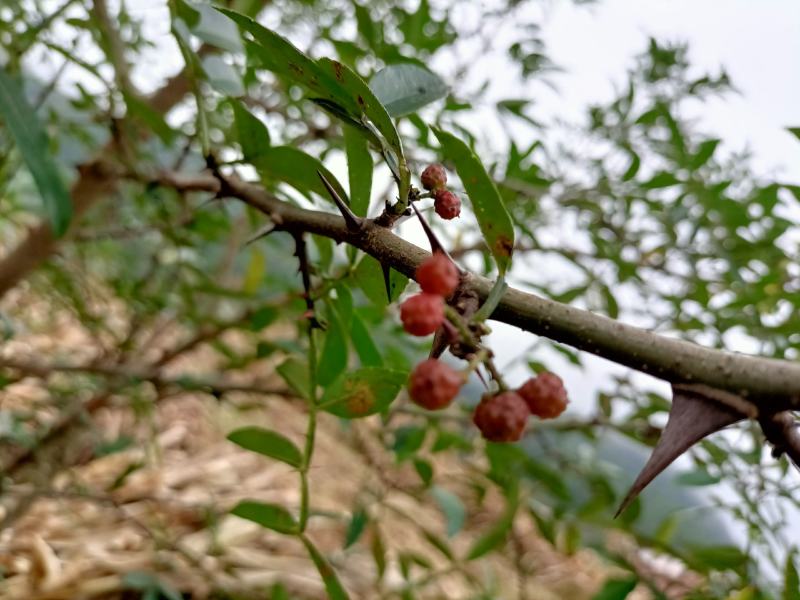 红花椒