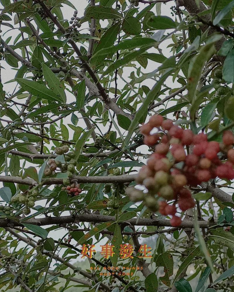 红花椒