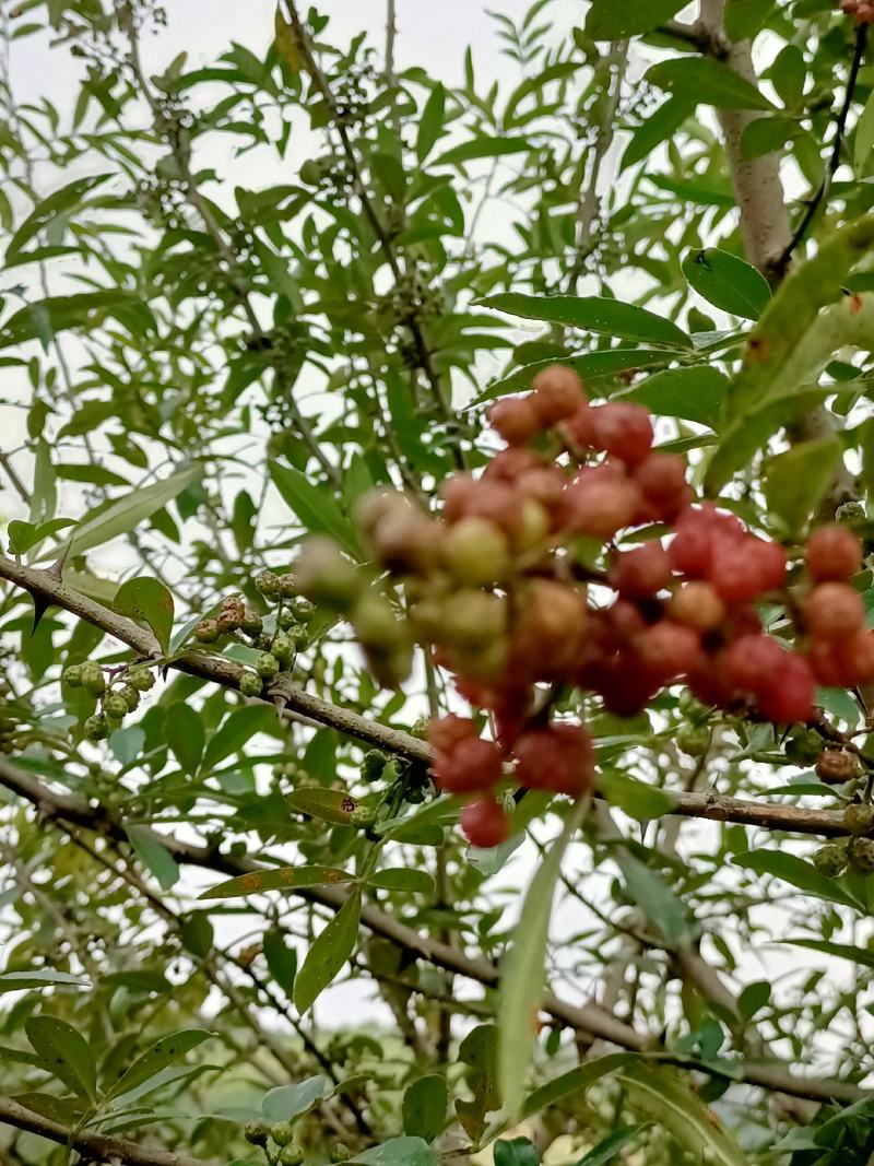 红花椒