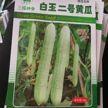 白玉二号黄瓜精选良种，早熟春节播种，瓜皮白绿色。