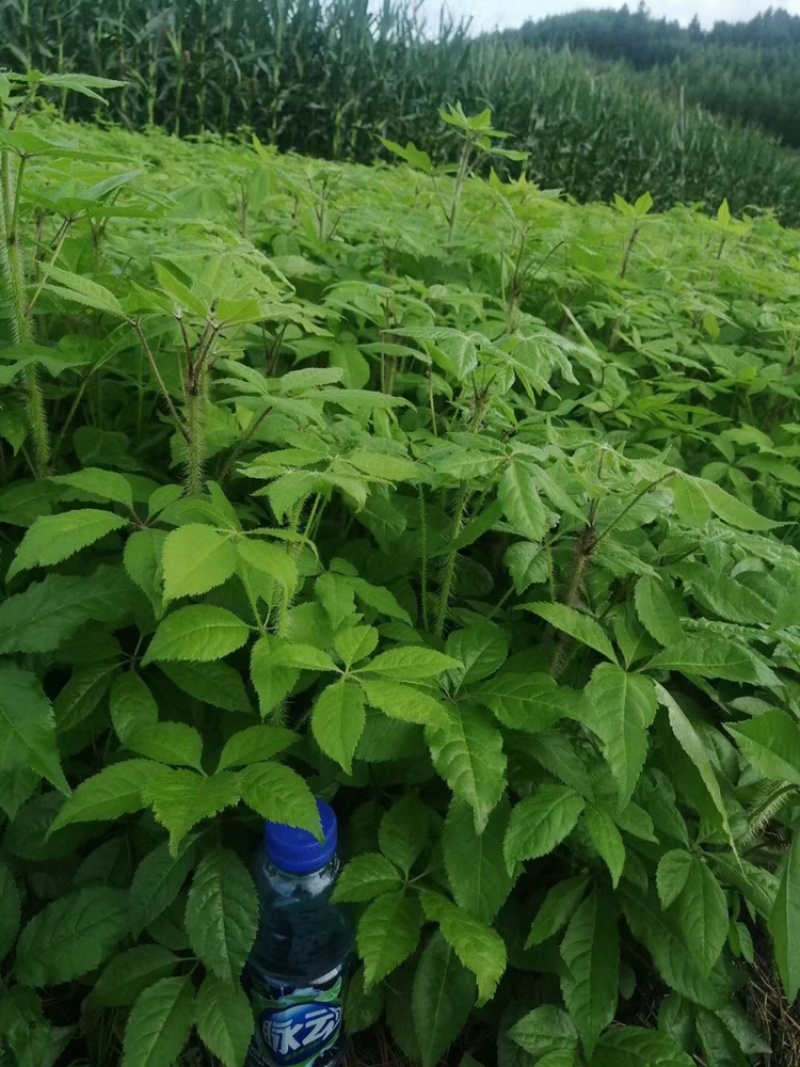 刺五加苗短梗刺五加苗，实生一年苗二年苗都有