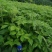 刺五加苗长梗刺五加可食菜可用于药材，营养价值极高