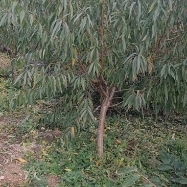 樱桃树品种全密桃树