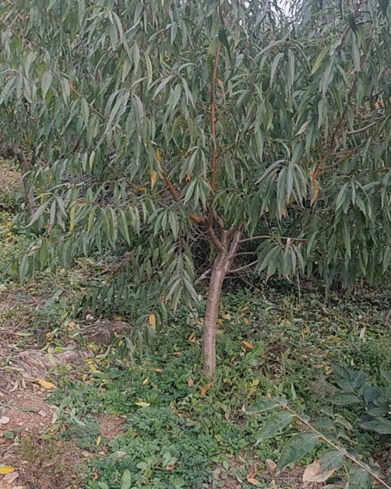 樱桃树品种全密桃树