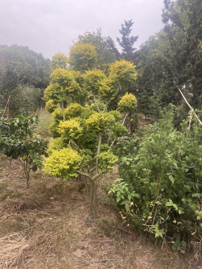 亮晶女贞棒棒糖亮晶女贞造型树亮晶系类都有