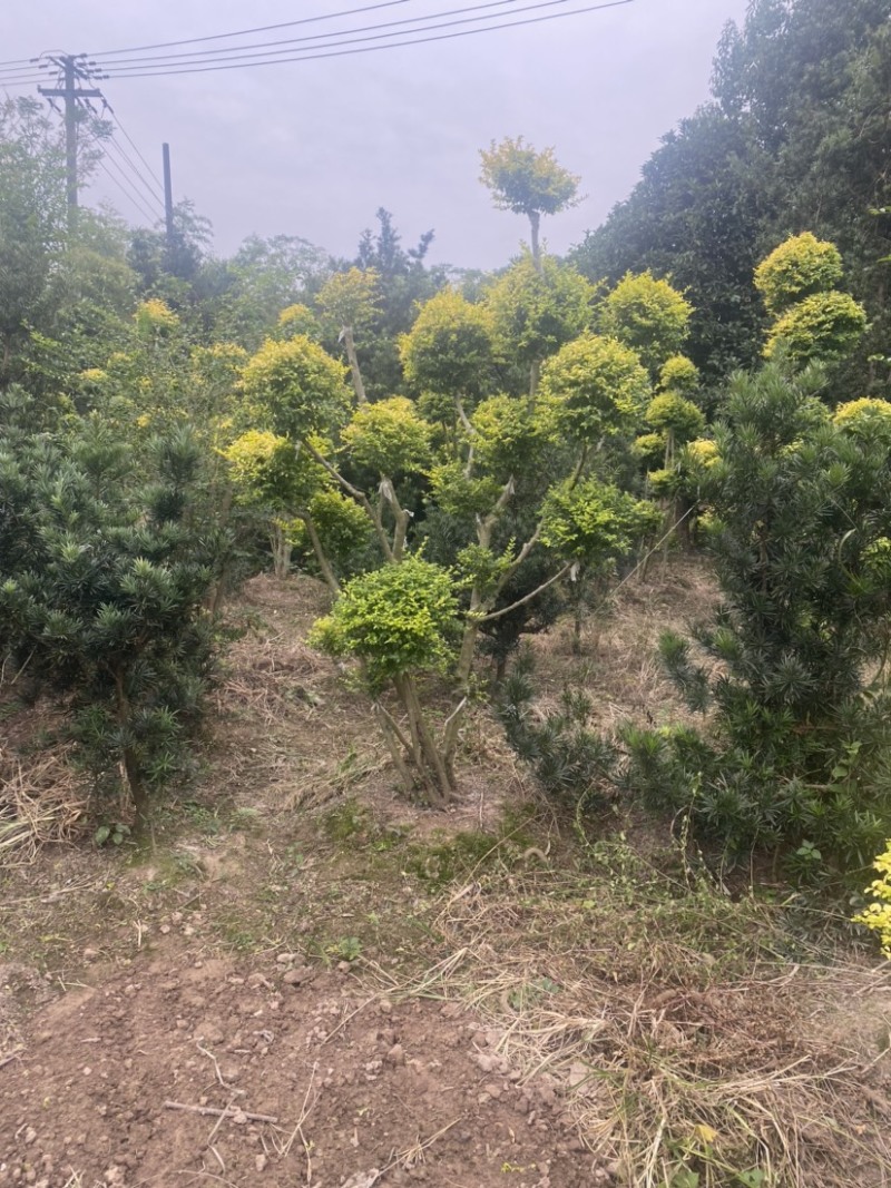 亮晶女贞棒棒糖亮晶女贞造型树亮晶系类都有