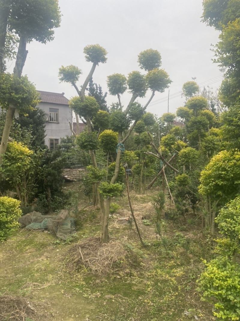 亮晶女贞棒棒糖亮晶女贞造型树亮晶系类都有