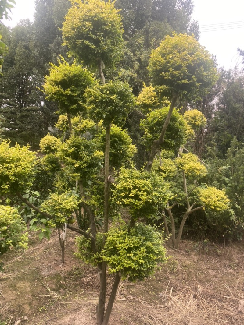 亮晶女贞棒棒糖亮晶女贞造型树亮晶系类都有