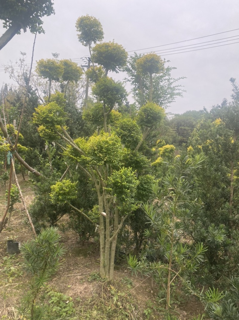 亮晶女贞棒棒糖亮晶女贞造型树亮晶系类都有