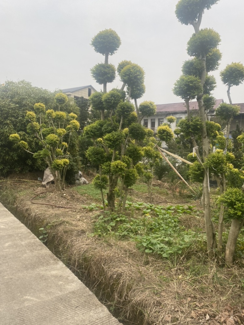 亮晶女贞棒棒糖亮晶女贞造型树亮晶系类都有