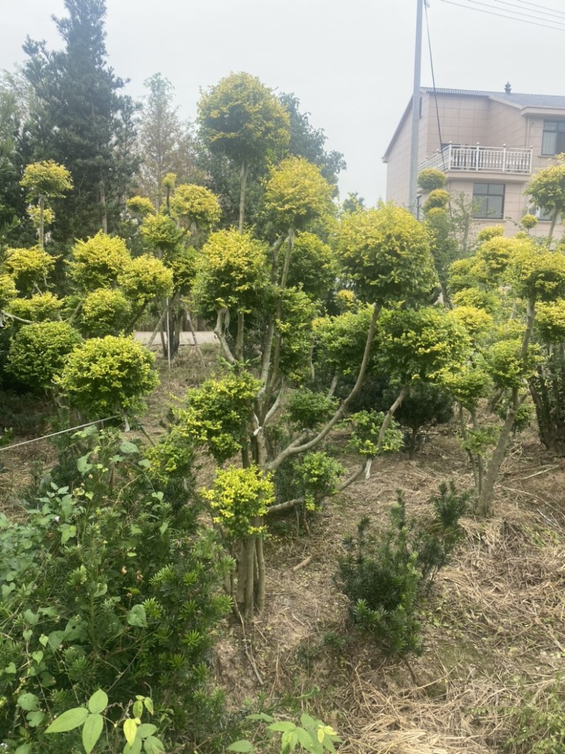 亮晶女贞棒棒糖亮晶女贞造型树亮晶系类都有