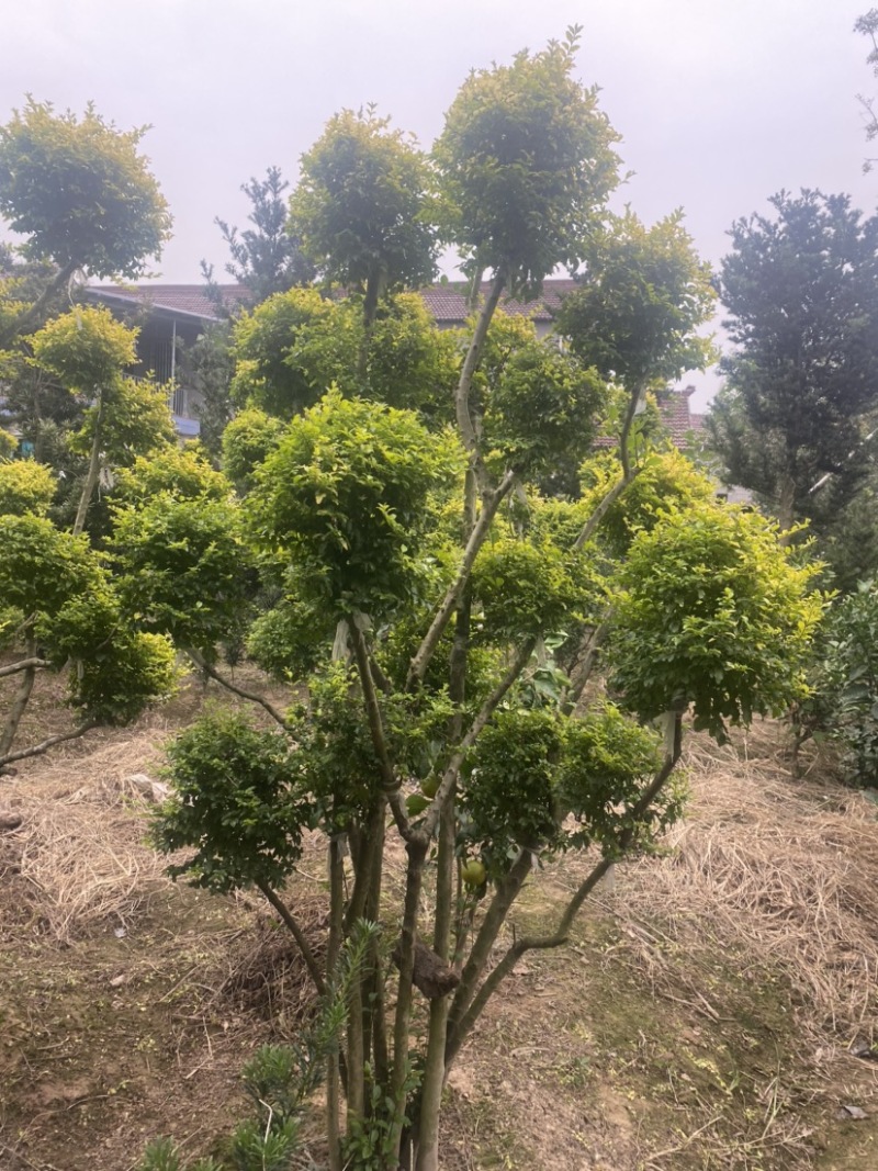 亮晶女贞棒棒糖亮晶女贞造型树亮晶系类都有