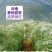 云南满天星永生花干花花束批发基地直发真花客厅摆设