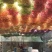 云南满天星永生花干花花束批发基地直发真花客厅摆设