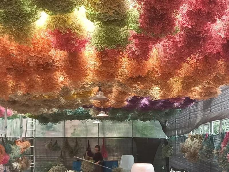 云南满天星永生花干花花束批发基地直发真花客厅摆设