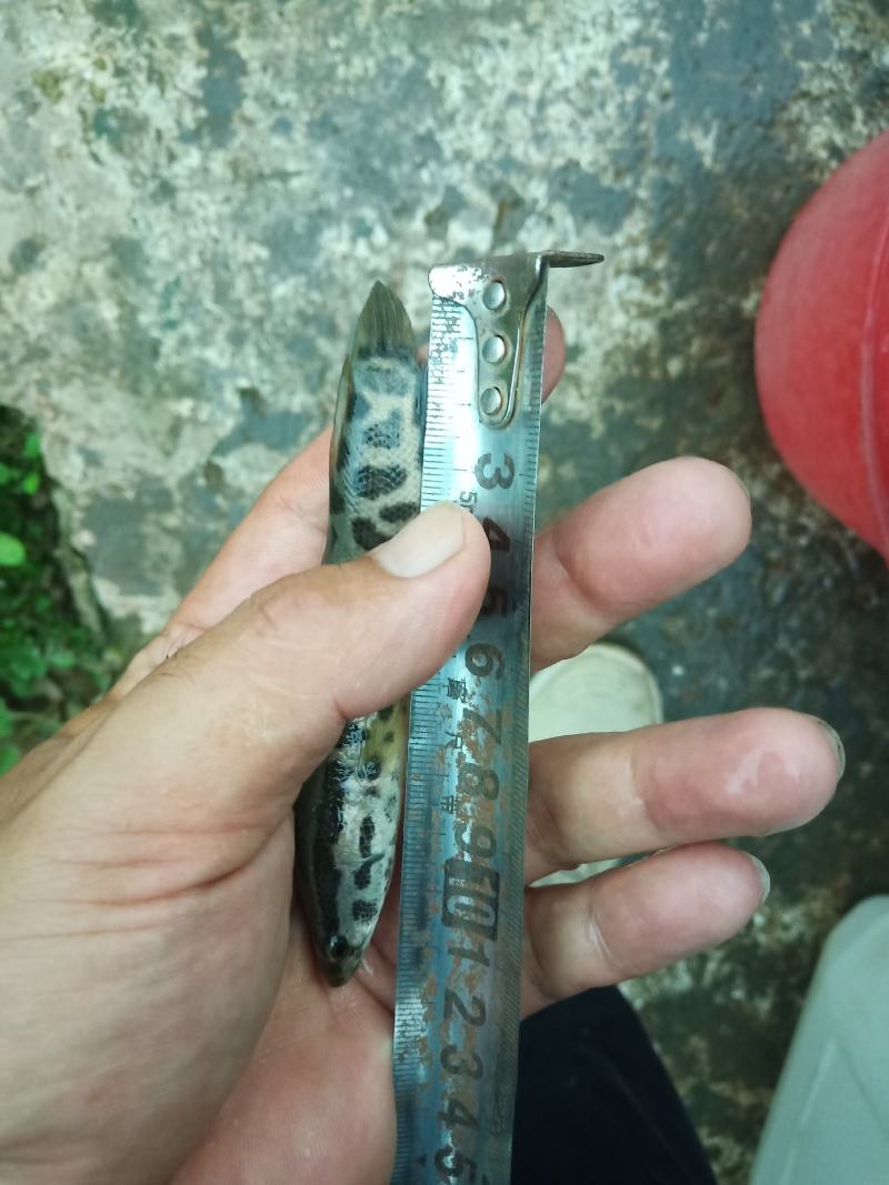 乌鱼苗，经过驯化吃料的，抗病能力强，欢迎客户下单