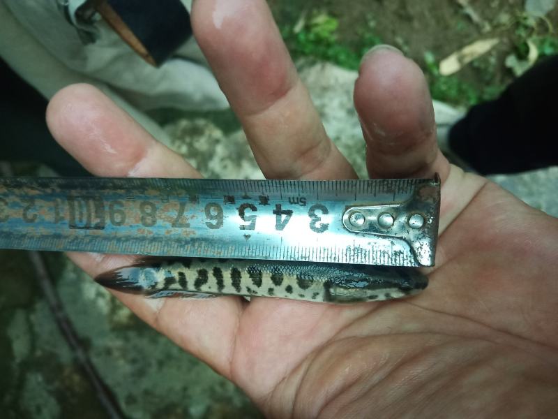 乌鱼苗，经过驯化吃料的，抗病能力强，欢迎客户下单