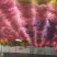 云南满天星永生花干花花束批发基地直发真花客厅摆设