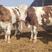 西门塔尔牛犊母牛种公牛货到付款基地直销包成活率
