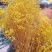 云南满天星永生花干花花束批发基地直发真花客厅摆设