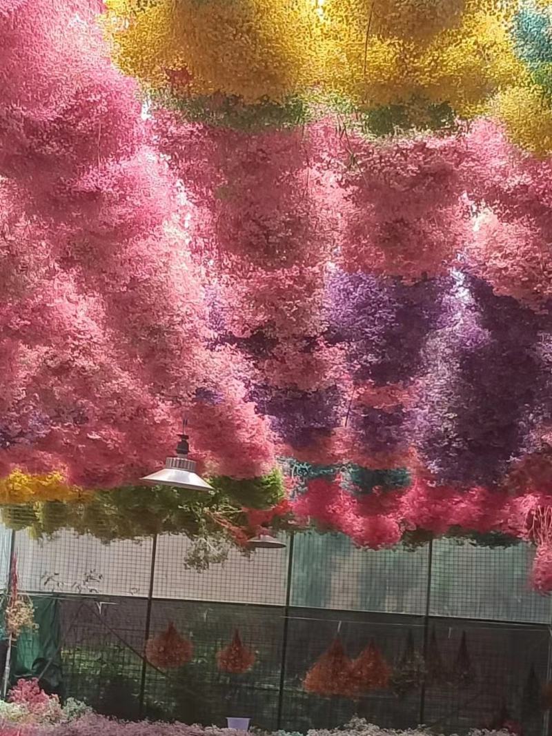 云南满天星永生花干花花束批发基地直发真花客厅摆设