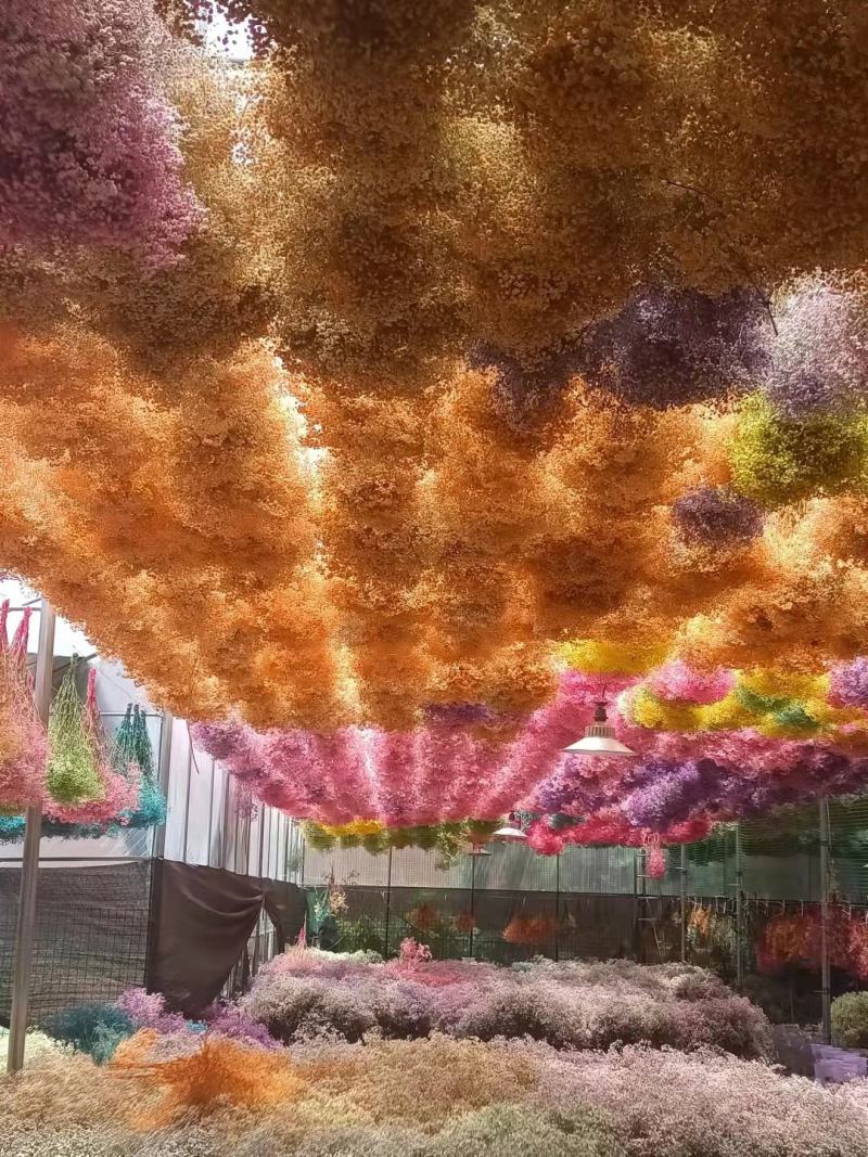 云南满天星永生花干花花束批发基地直发真花客厅摆设