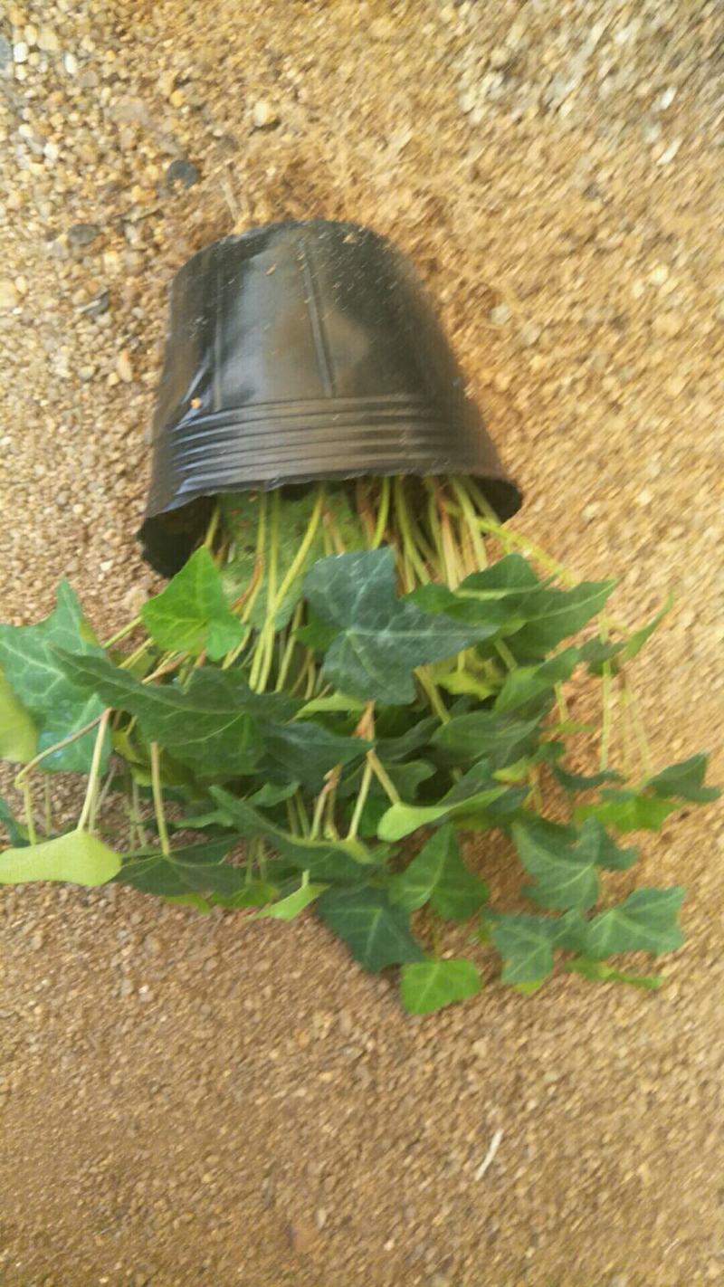 精品常春藤，金边常春藤，绿叶长青，藤本植物