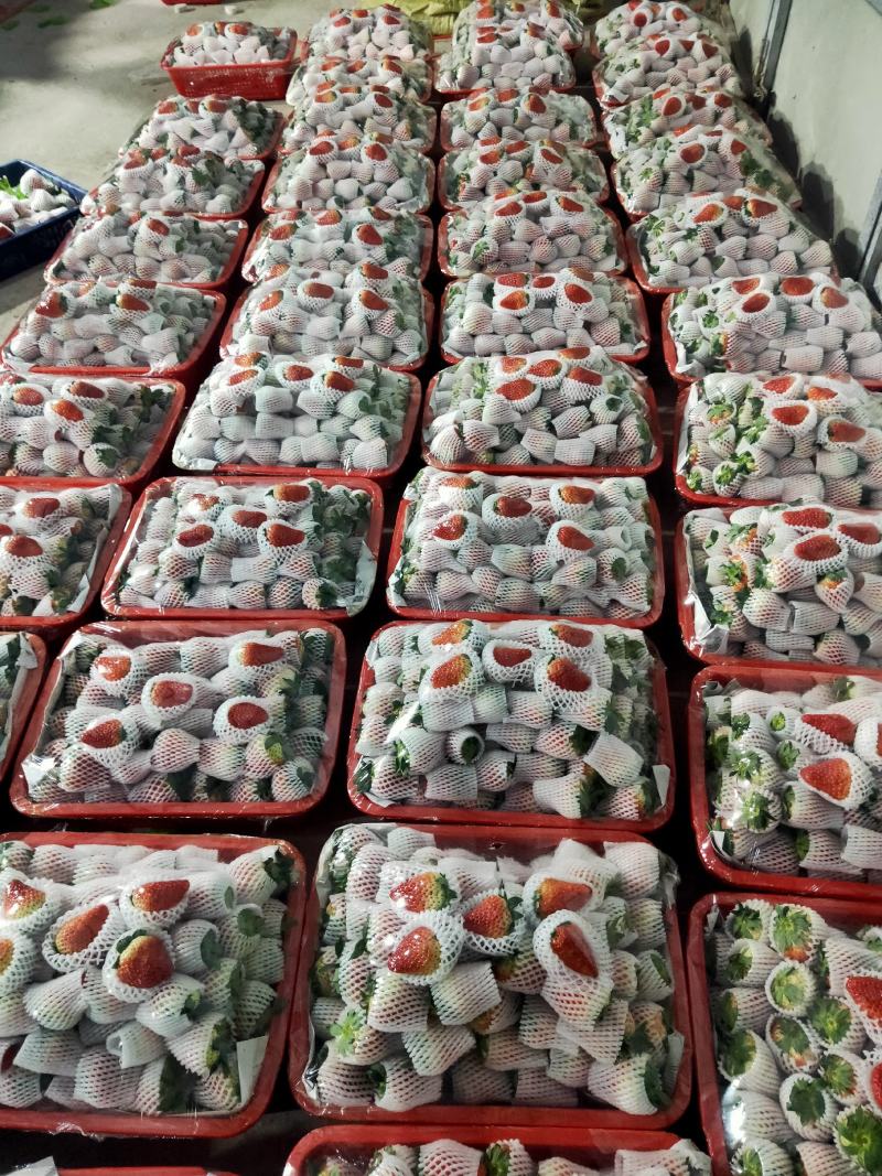 长丰红颜草莓专业代办承接全国各地客商老板