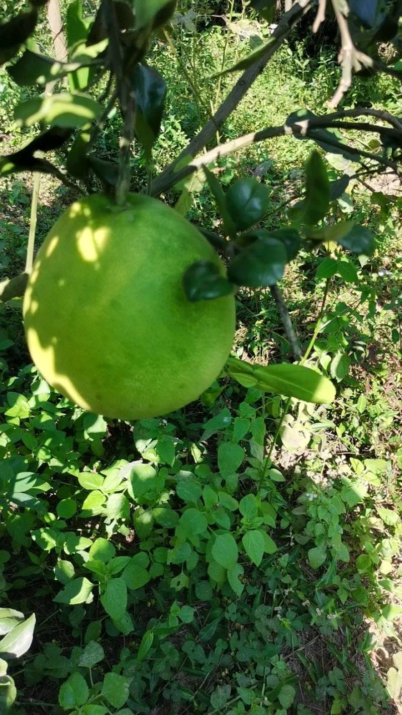 泰国考雅蜂蜜青柚苗四季开花结果水晶柚苗基地现货