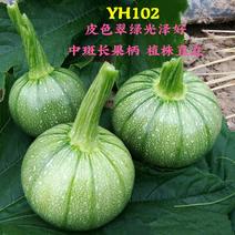 YH102圆形无蔓嫩食南瓜种子皮色翠绿光泽度好座果性强